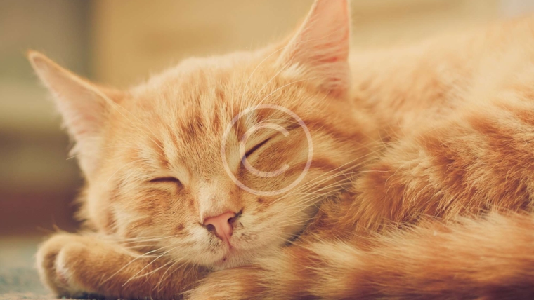 3 Ways to Naturally Reduce Hairballs