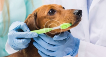 How to Brush Your Dog’s Teeth